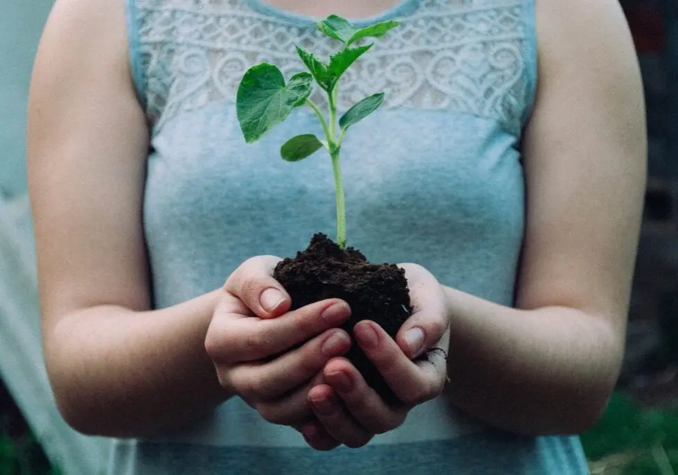 Plant in hands