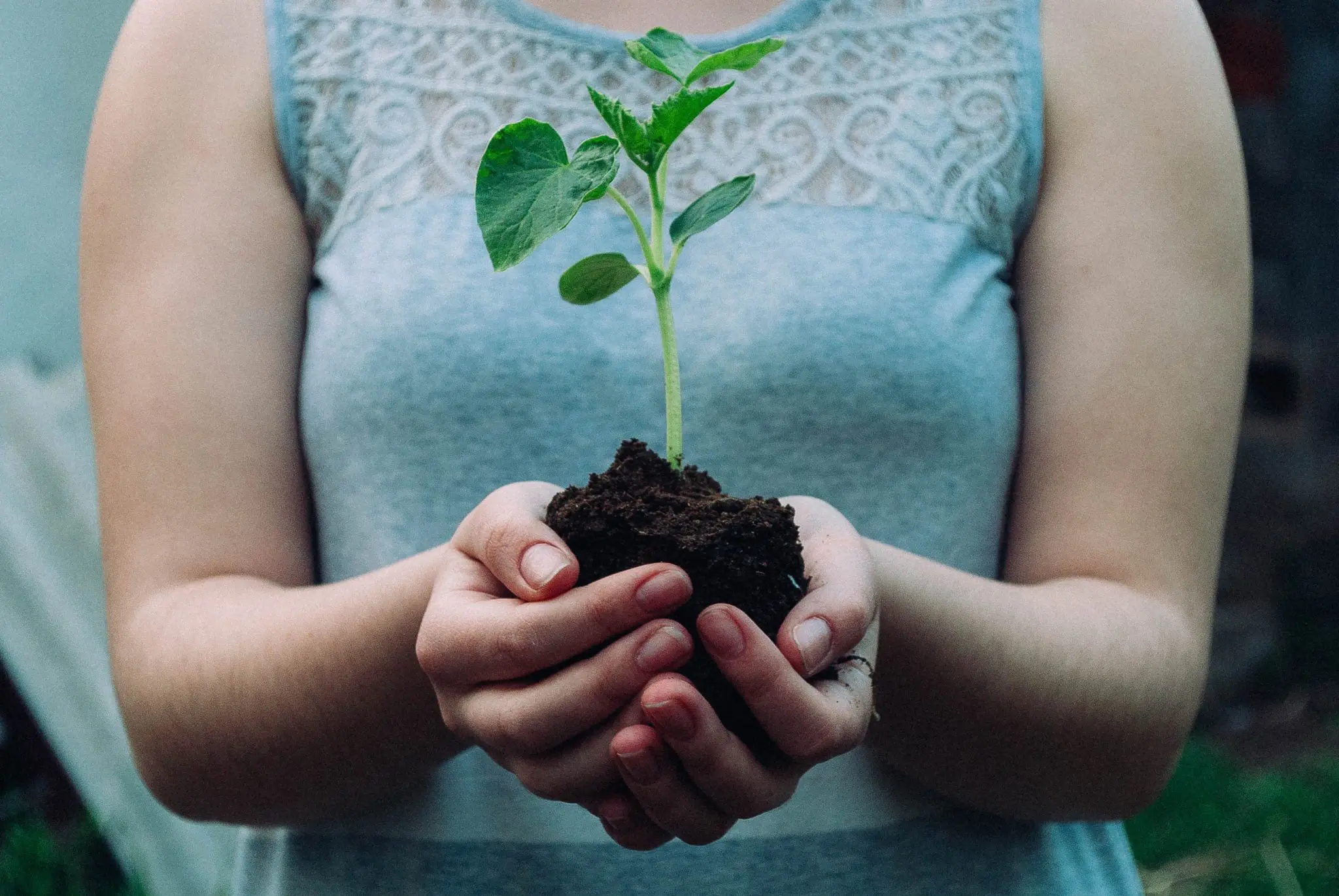 Plant in hands